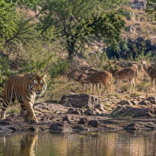 Delhi Ranthambore Weekend Tour