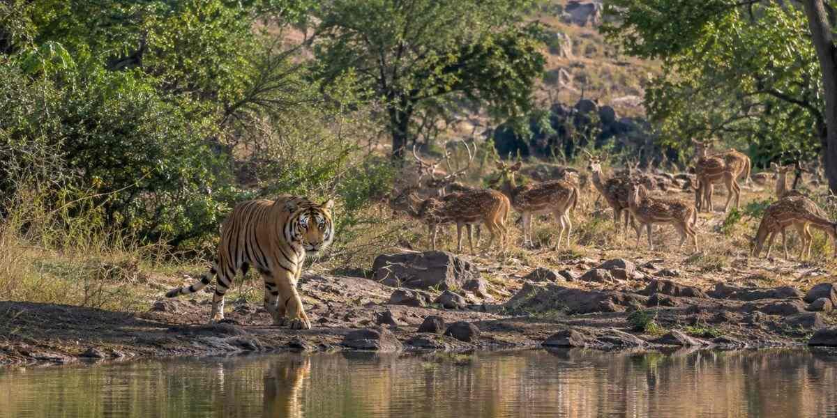 Delhi Ranthambore Weekend Tour
