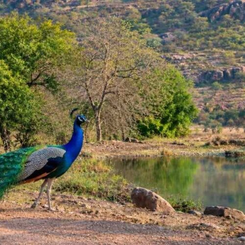 Delhi Sariska Weekend Tour