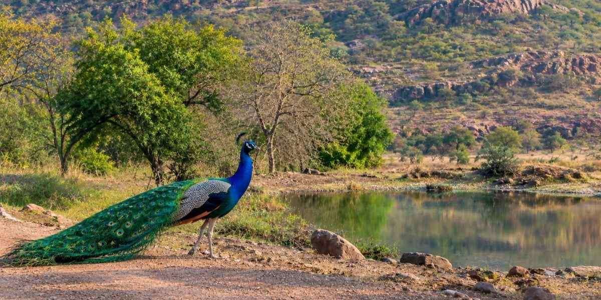 Delhi Sariska Weekend Tour
