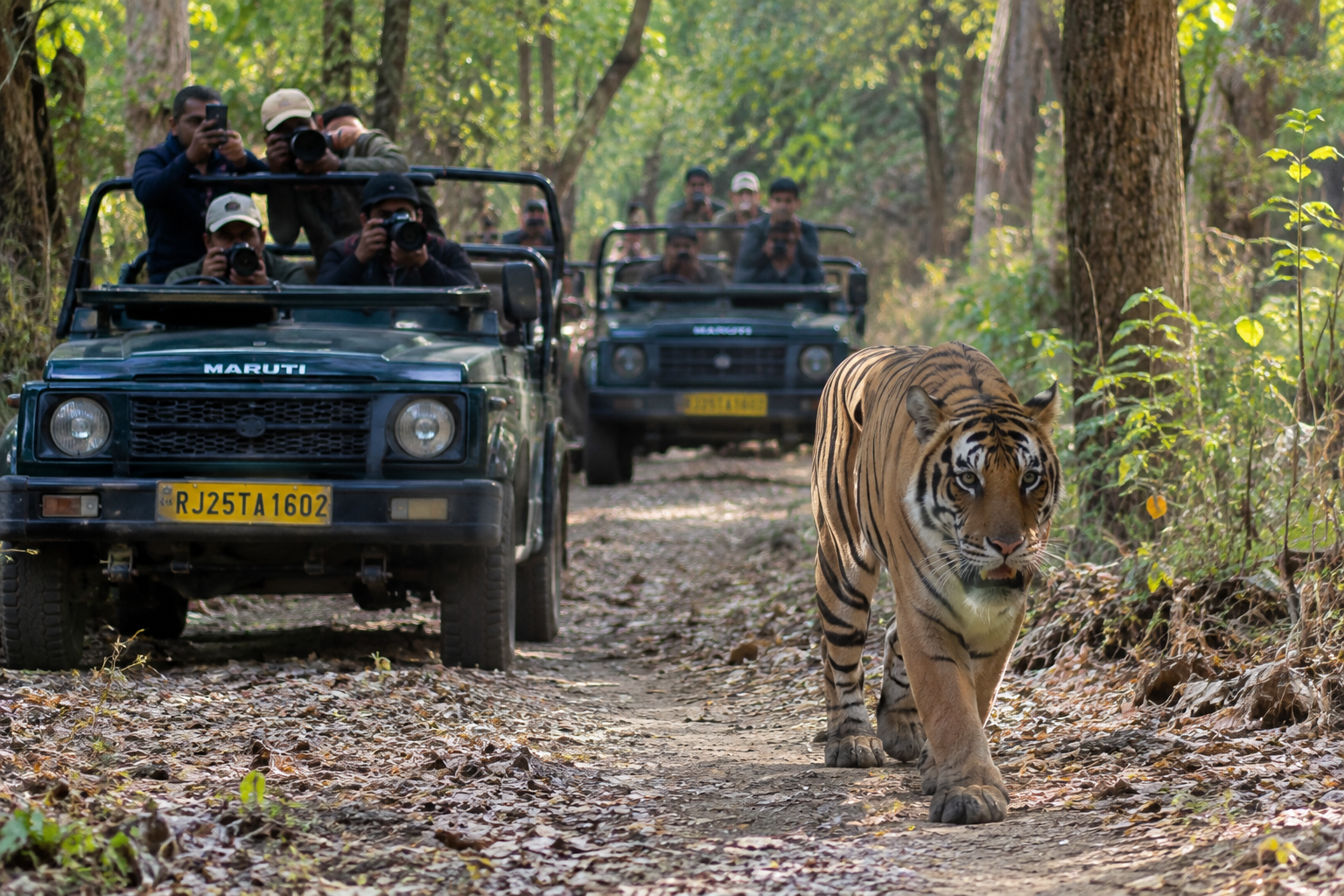 Jungle Safari